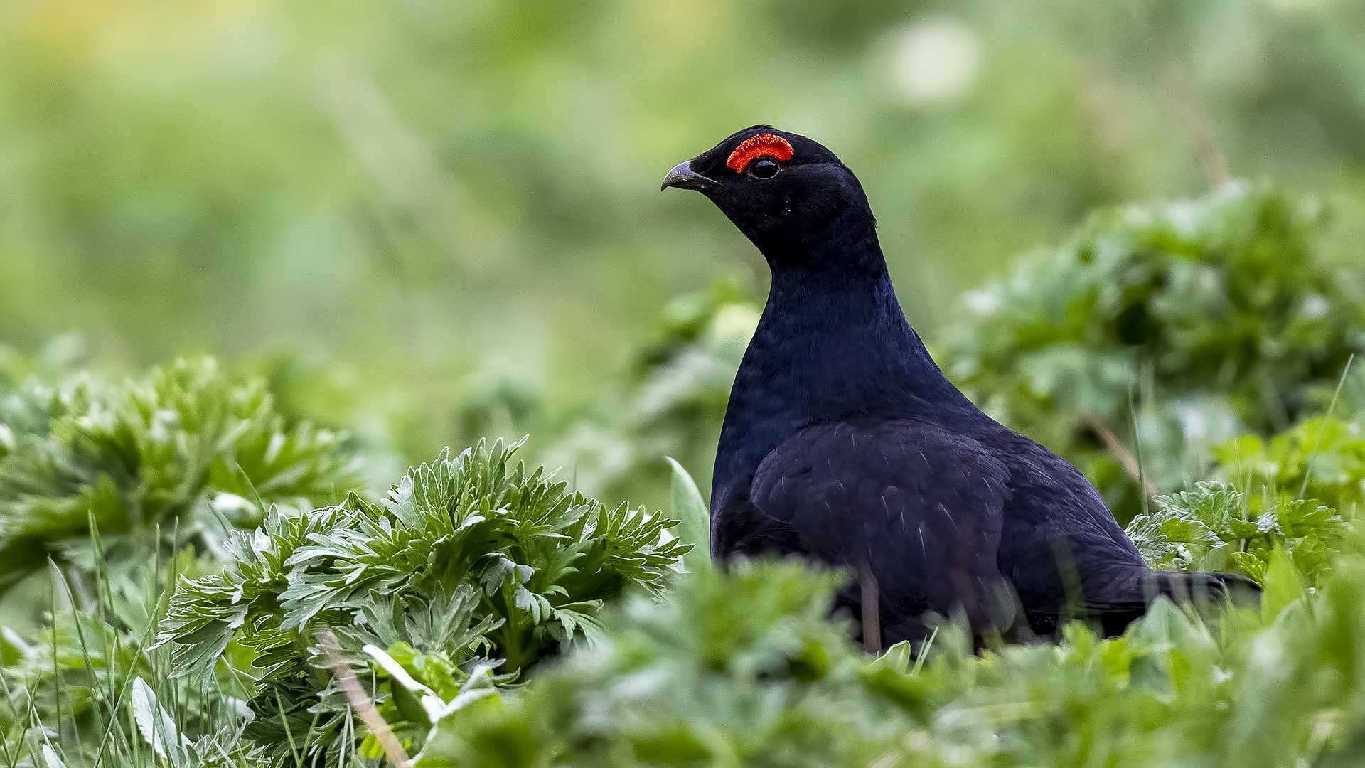 Caucasian Grouse